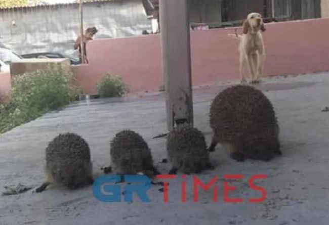 Κτηνωδία στη Θεσσαλονίκη: Σούβλισε και έψησε σκαντζόχοιρους - Τι αναφέρει η δικογραφία