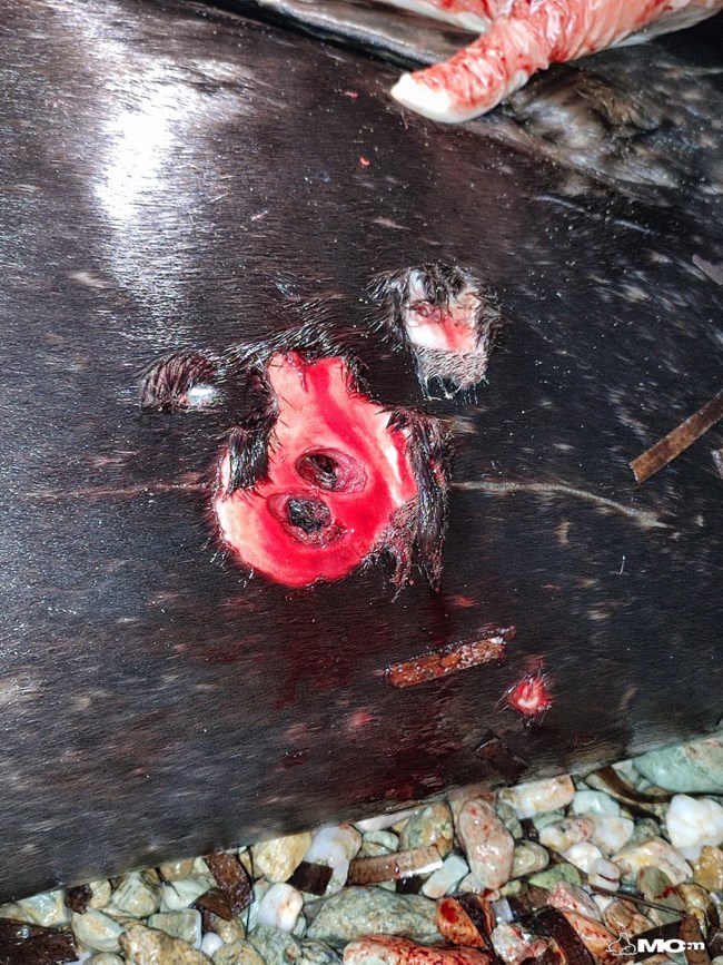 Οργή: Νεκρή από πυροβολισμό μεσογειακή φώκια - Εντοπίστηκε στην Ανάβυσσο [εικόνες]