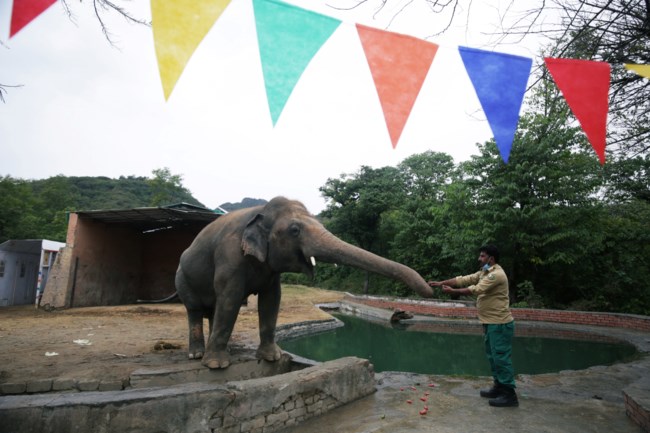 elephant