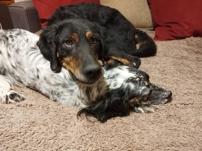 Ο Ρήγας πάνω στη χαρά του, πήδηξε στον άνθρωπό του για να τον προϋπαντήσει - Τον έριξε κάτω, και έτσι, με συνοπτικές διαδικασίες κατέληξε στο κυνοκομείο