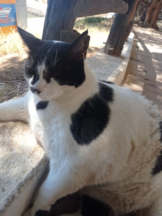 CHONKUS MAXIMUS