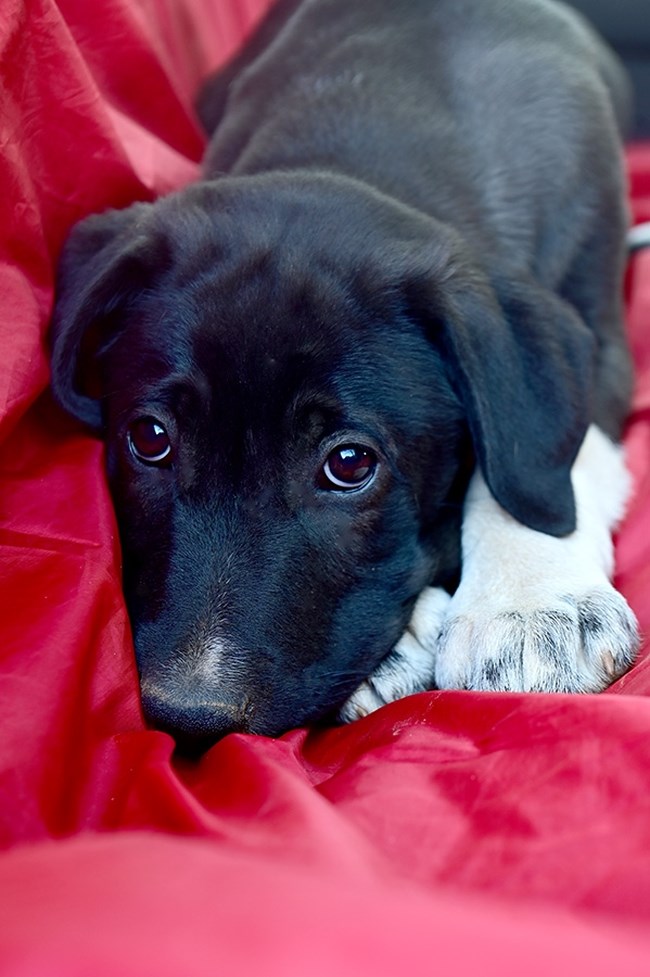Τι ωραιότερο από το να σας κάνει ποδαρικό ένα  μωρό - Ο Αramis είναι τόσο ντροπαλός που πρέπει να τον πάρετε από το... πατουσάκι