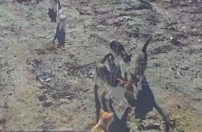 ΖΕΥΓΑΡΙ ΓΑΤΕΣ