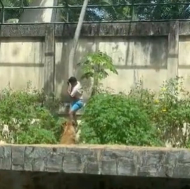 Σοκαριστικός θάνατος στη Βραζιλία για 19χρονο: Μπήκε σε κλουβί λιονταριών και τον κατασπάραξαν