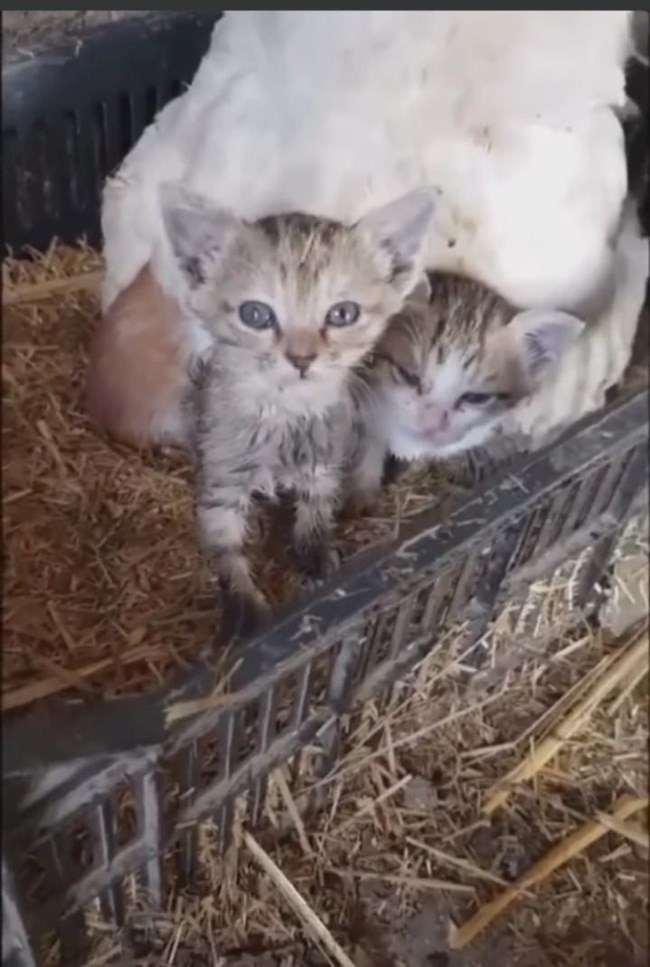 Viral η κότα στην Κρήτη που κλωσσάει... γατάκια [εικόνες]