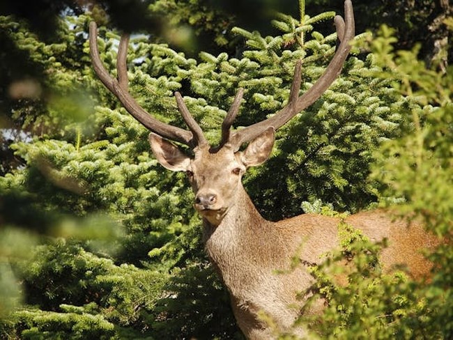 To WWF Ελλάς χαρτογραφεί τους οικολογικούς διαδρόμους στην Πάρνηθα - Για τη διάσωση του κόκκινου ελαφιού