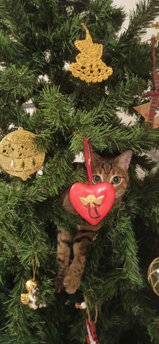 γατα χριστουγεννα