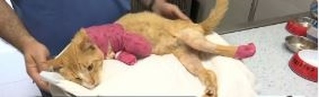 Θεσσαλονίκη: Εισαγγελική έρευνα για την κτηνωδία με το γατάκι που του έκοψαν τρία πόδια