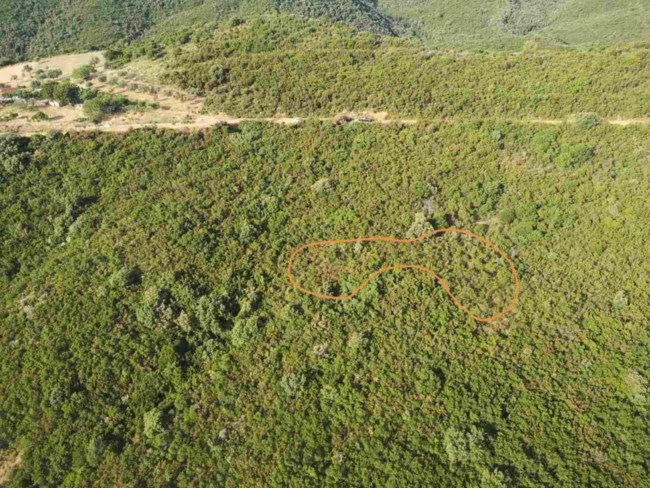 Ορεινή Ναυπακτία: Μεγάλη χασισοφυτεία εντοπίστηκε από τη Δίωξη Ναρκωτικών Αττικής [Εικόνες - Βίντεο]