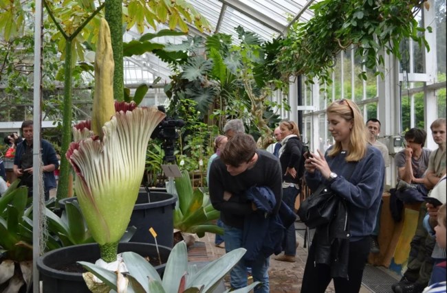 Φαλλός του Τιτάνα