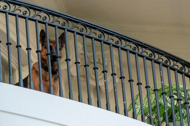 dog Commander