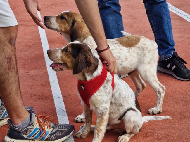 Ο Μπόνο και ο Πινέλο πάνε σχολείο: Απολαύστε τα