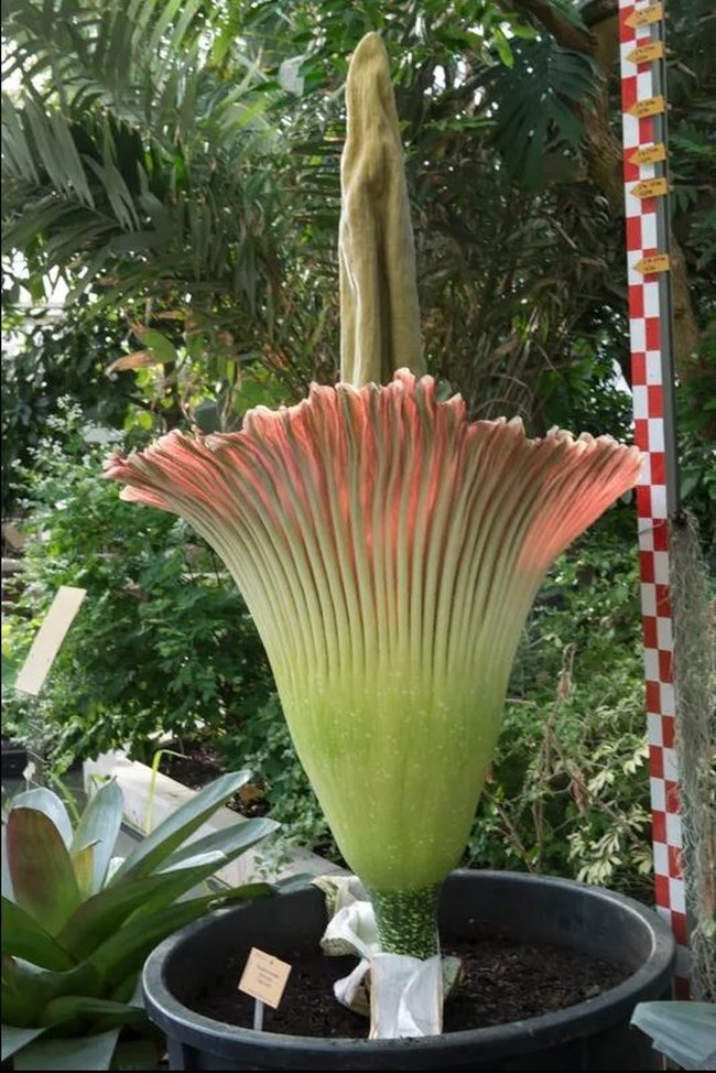 Φαλλός του Τιτάνα