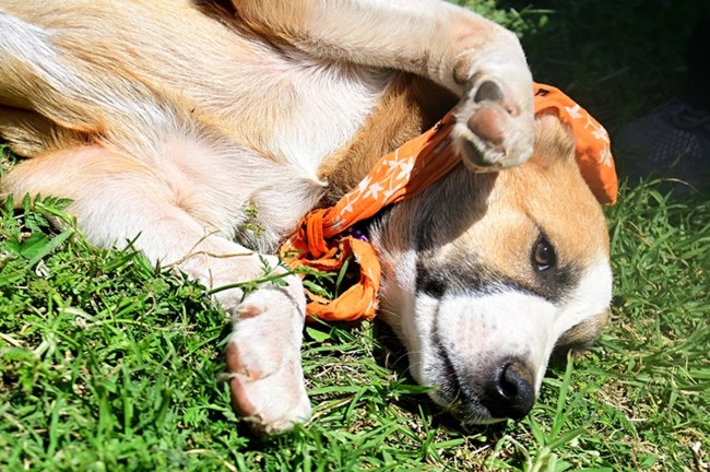 Ο Ολιβερ από τον Μαραθώνα είναι ο τύπος του "λαμπραντόρ με τσοπάνη": Πόση αφοσίωση μπορείτε να αντέξετε;