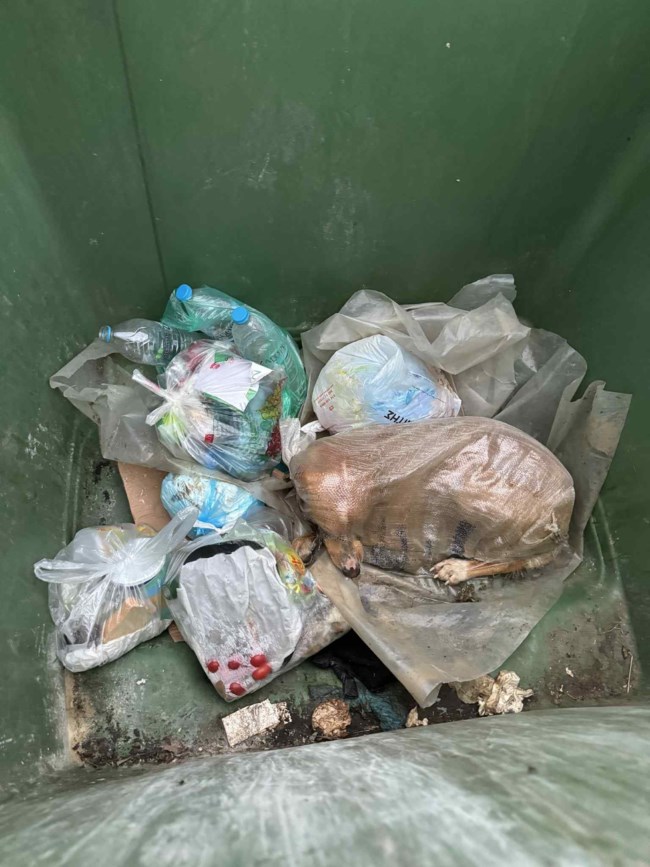 Απίστευτη κτηνωδία στη Μεγαλόπολη: Πέταξαν σκυλίτσα στα σκουπίδια μέσα σε τσουβάλι