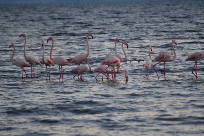 ΦΛΑΜΙΝΓΚΟ ΝΑΥΠΛΙΟ