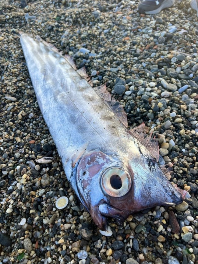 Σικελία: Σπάνιο ψάρι των 1.000 μέτρων βάθους ξεβράστηκε σε παραλία στο Μιλάτσο - Θα εκτεθεί σε Μουσείο