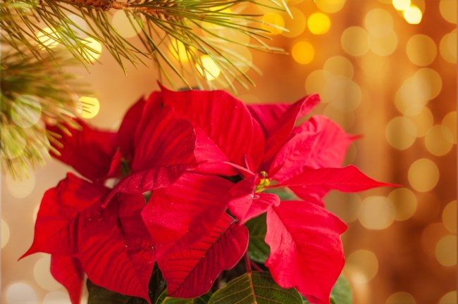 αλεξανδρινα