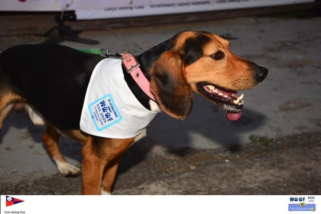 Ιστιοπλοϊα-Woof Race 2020: Σκάφη άνοιξαν πανιά με... κυβερνήτες σκύλους  [Εικόνες]