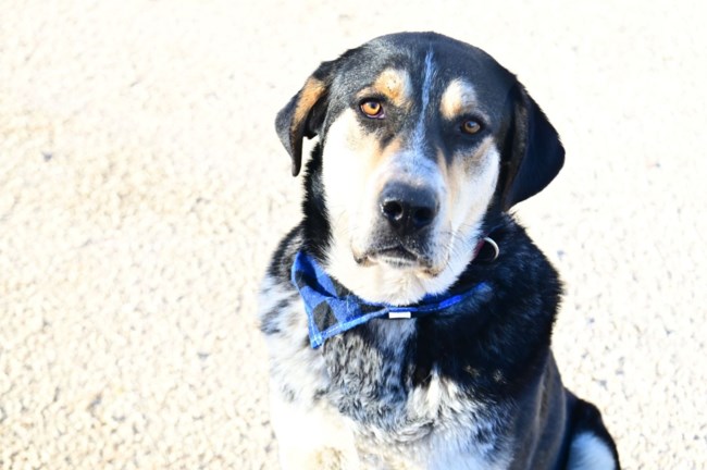 Ρούντολφ, η μουσούδα που  θέλει να αγαπήσει πολύ με καρδούλα ταπεινή