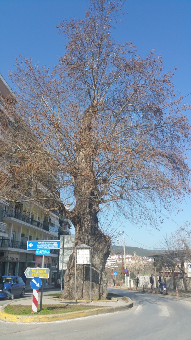 Πλάτανος 5