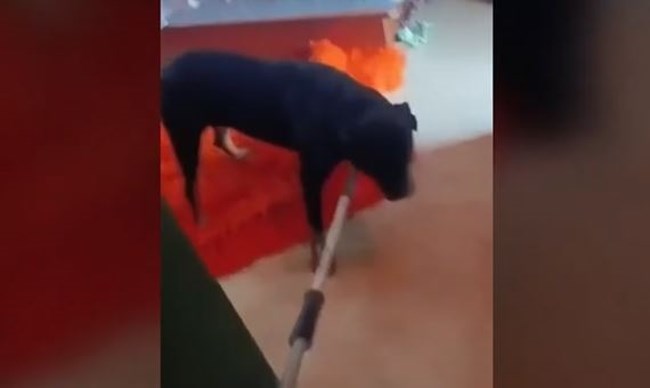 Πατροκτονία στην Εύβοια: Κλεισμένος στο σπίτι χωρίς τροφή για τρεις ημέρες ο σκύλος της οικογένειας - Ειδοποίησαν οι γείτονες