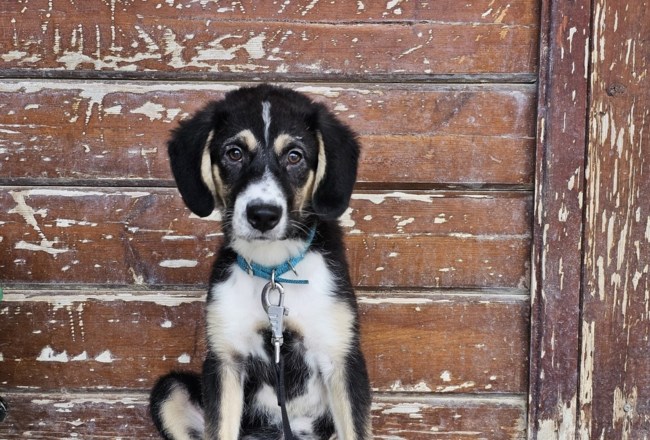 Γεννήθηκε αδέσποτη και άνθρωπο δεν είχε δει ποτέ - Η Σουζάνα τώρα πια χαμογελάει, κουνάει την ουρά της και θα θριαμβεύσει
