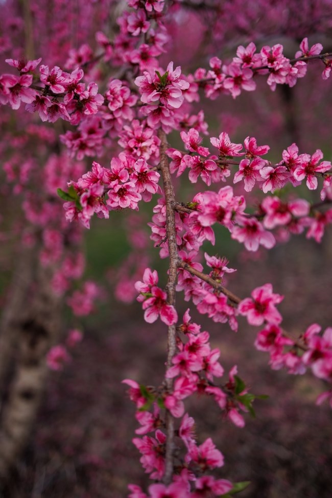 ΑΝΘΙΣΜΕΝΕΣ ΡΟΔΑΚΙΝΙΕς ΒΕΡΟΙΑ