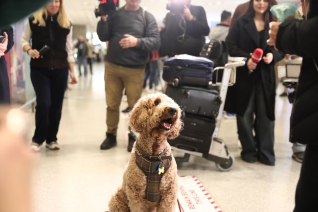 κατοικιδια πτηση