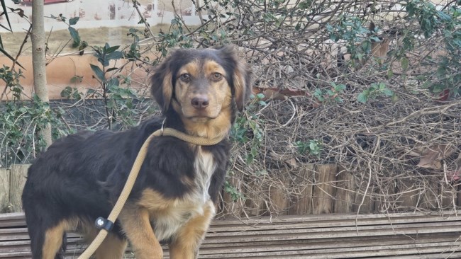 Η Τρούφα είναι κάτι ανάμεσα σε Σέτερ και σε σοκολάτα γάλακτος - Γεννήθηκε στον δρόμο, μέσα στην καρδιά του καλοκαιριού