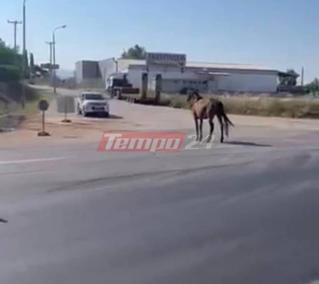 ΑΛΟΓΟ ΕΘΝΙΚΗ ΟΔΟΣ