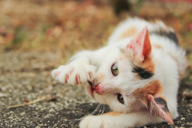 cat