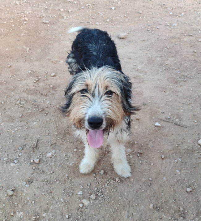 Το διανοήστε; Αυτόν τον τερριεδάκο τον παράτησαν στον δρόμο - Τον είδαν τα "Φαντάσματα" να ζει "μπερδεμένος" σε χωράφι