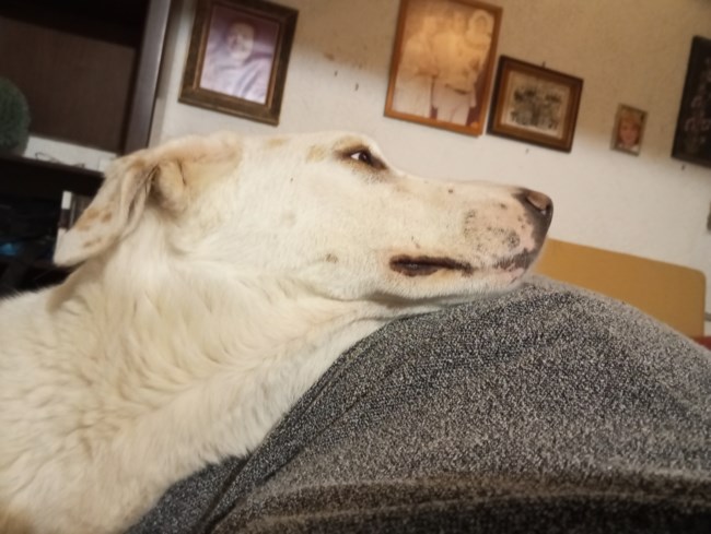 Αριελα