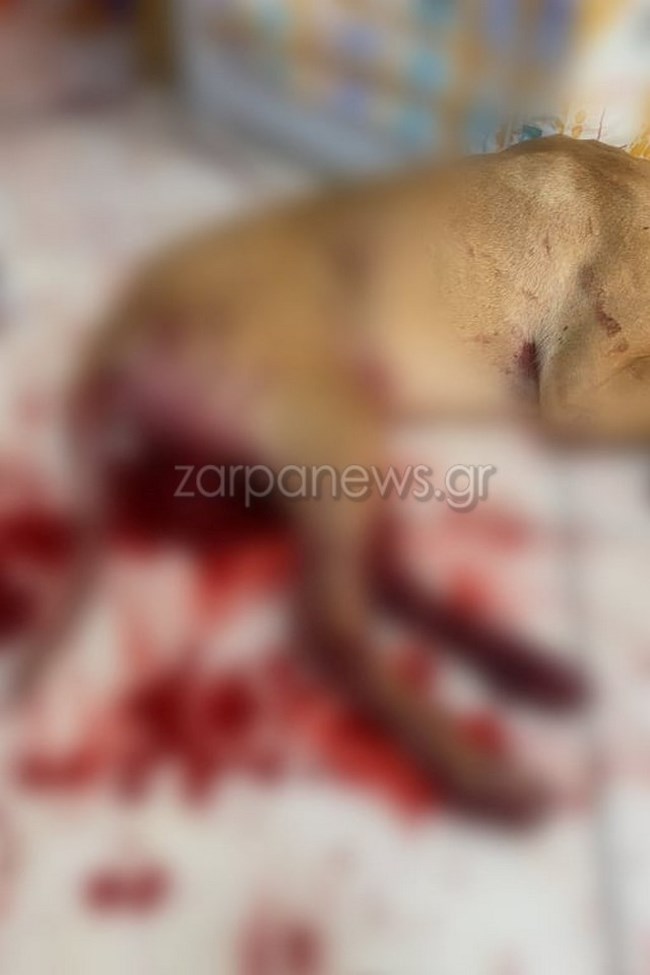 Κακοποίηση σκύλου Χανιά