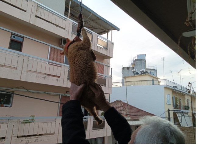 Αδιανόητο - Είχαν δέσει γάτο με αλυσίδα σκύλου από τον λαιμό στο μπαλκόνι - Κρεμόταν στο κενό από τον δεύτερο όροφο