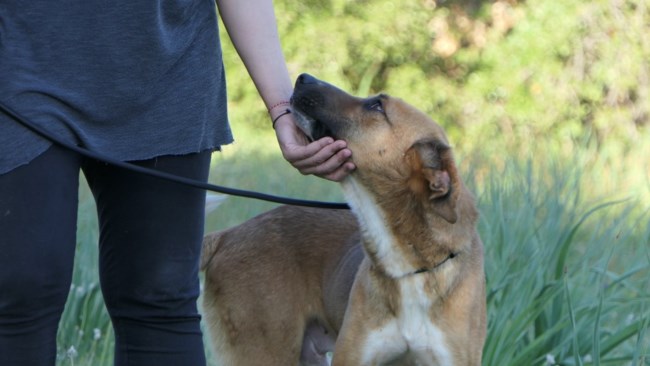 siba