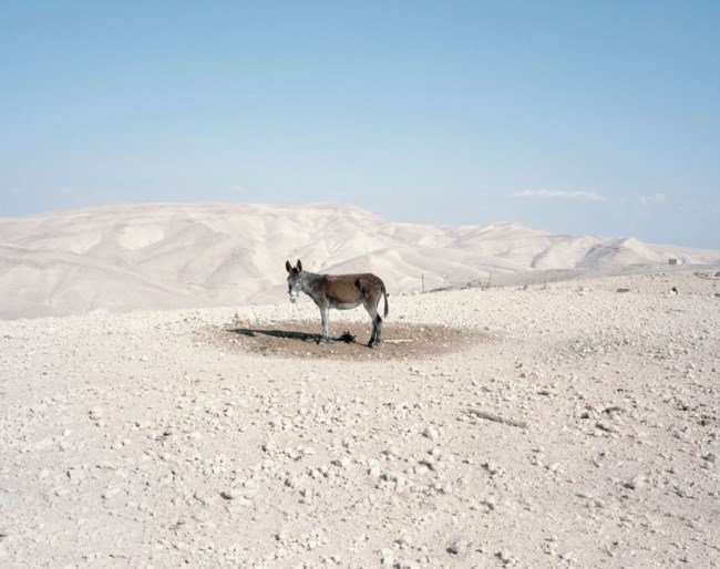 "Why Look at Animals?": 60 καλλιτέχνες ζητούν μέσα από τα έργα τους δικαιοσύνη για τη μη ανθρώπινη ζωή