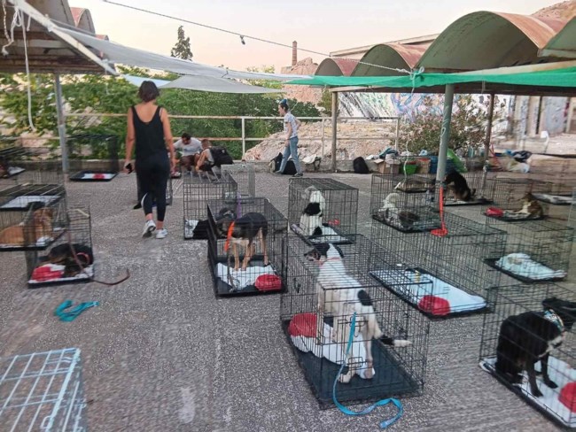 ΖΩΑΚΙΑ ΓΑΛΑΤΣΙ