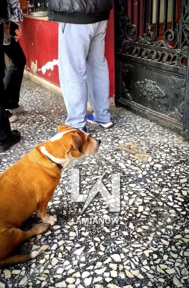 Συγκινεί η σκυλίτσα που περιμένει καρτερικά τον άνθρωπό της έξω από τα δικαστήρια Λαμίας