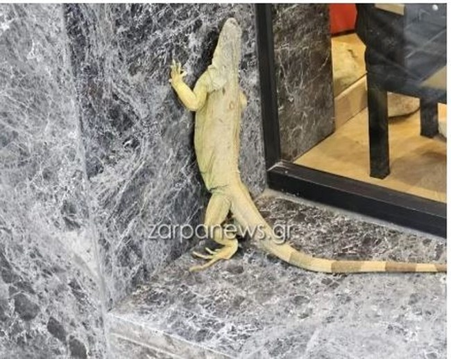 Χανιά: Πώς βρέθηκε ένα μεγάλο ιγκουάνα να κυκλοφορεί στο κέντρο της πόλης μπροστά στα καταστήματα