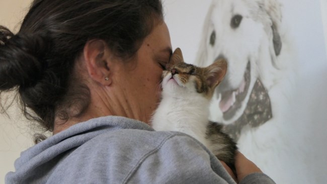 cat