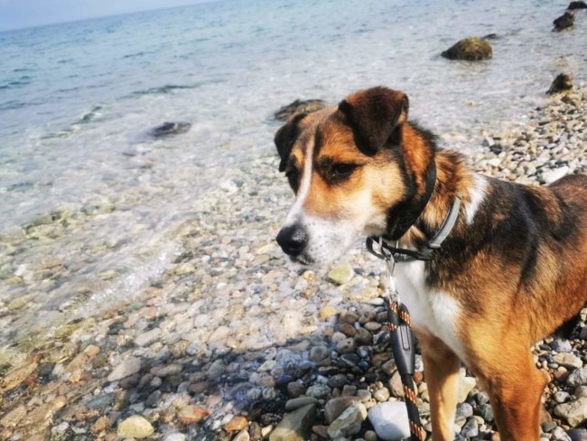 ροκο