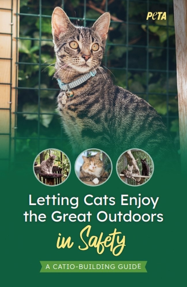 catio