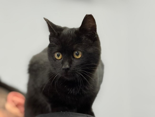 Πώς περιγράφει κανείς το τέλειο γατί; Κυρίες και κύριοι, γνωρίστε την Κίρκη. Το τέλειο γατί. Αυτά. Τίποτα άλλο.