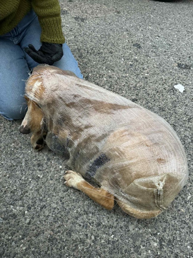 Μεγαλοπολη