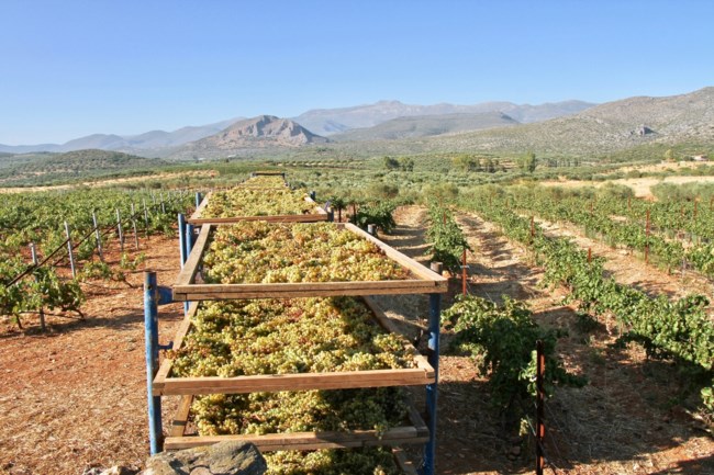 Λιάσιμο+σταφυλιών+σε+λιάστρες+στην+Μονεμβασιά
