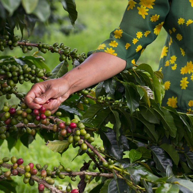 Η Nespresso Professional Γιορτάζει την Παγκόσμια Ημέρα Καφέ με τον Νέο Indonesia Fairtrade