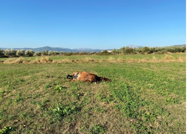 Κτηνωδία: Πυροβόλησαν και σκότωσαν άγρια άλογα στον κάμπο της Λεπενούς στην Αιτωλοακαρνανία