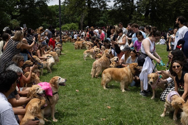 ΓΚΟΛΝΤΕΝ ΡΙΤΡΙΒΕΡ